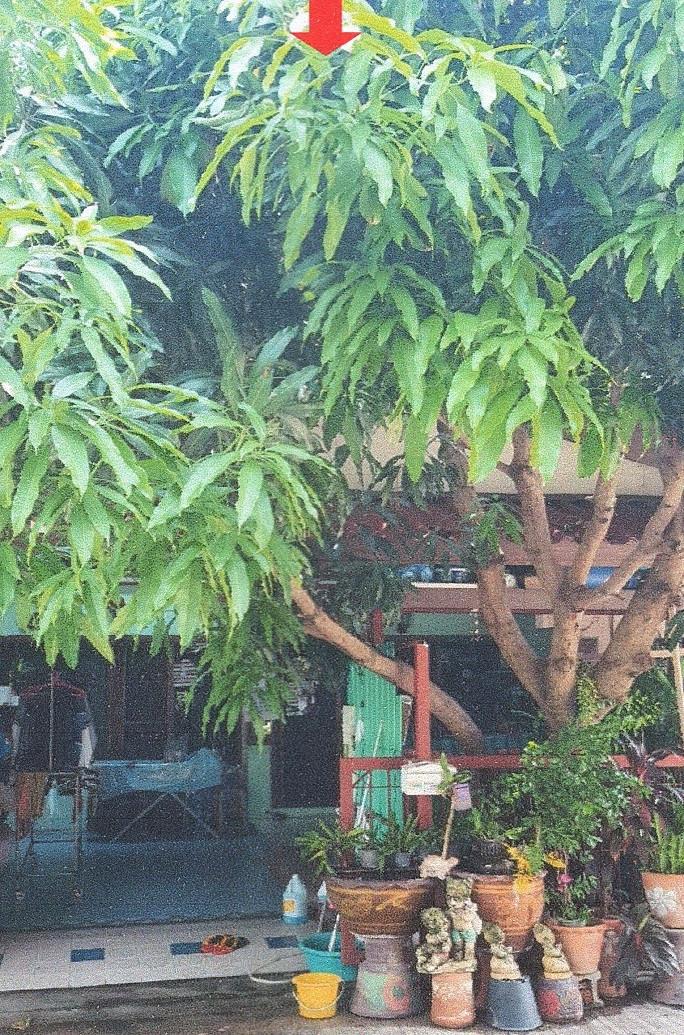ลำผักกูด(คลองฝั่งใต้) ธัญบุรี ปทุมธานี